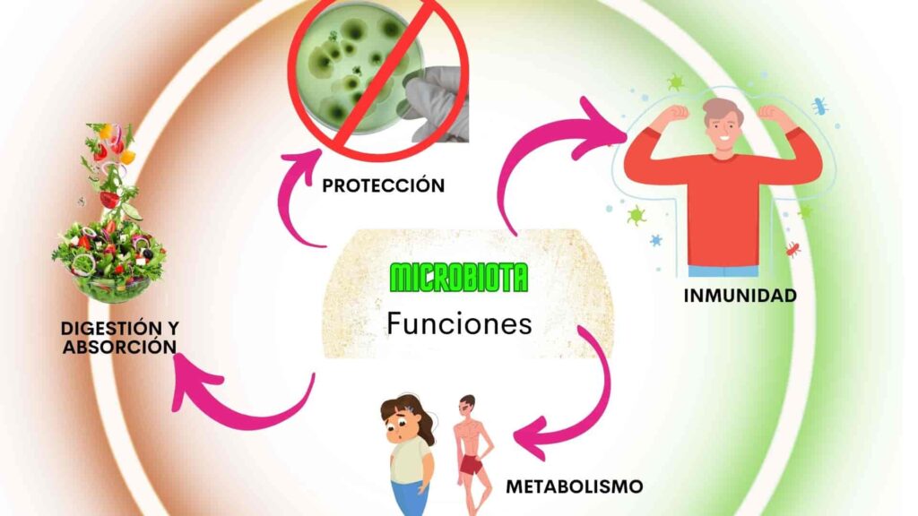 Funciones de la microbiota