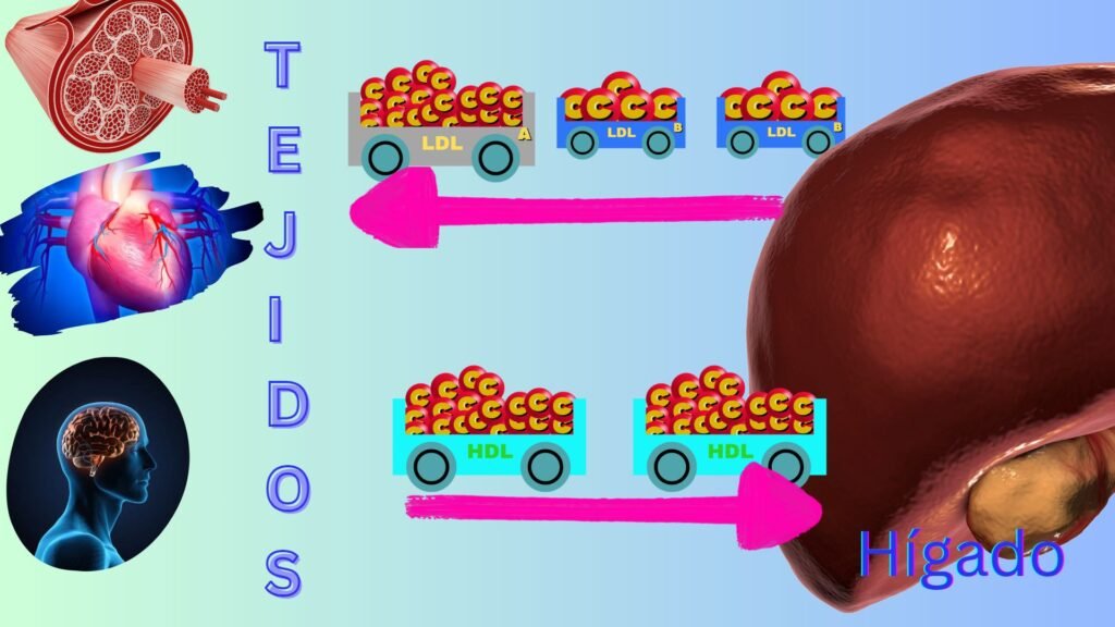 Lipoporteinas HDL y LDL transportando colesterol